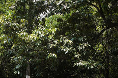 Walsura trifoliolata var. trifoliolata